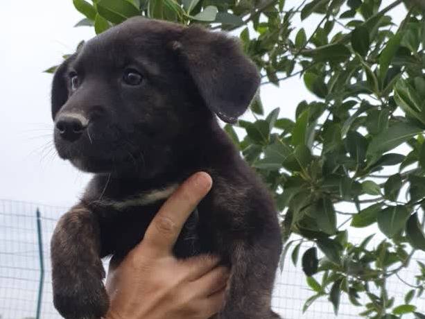 Adotta un cane, femmina, 1 mesi, Padova