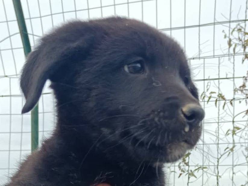 Adozione cane, femmina, Razza sconosciuta Border Collie, 2 mesi, taglia media, Padova