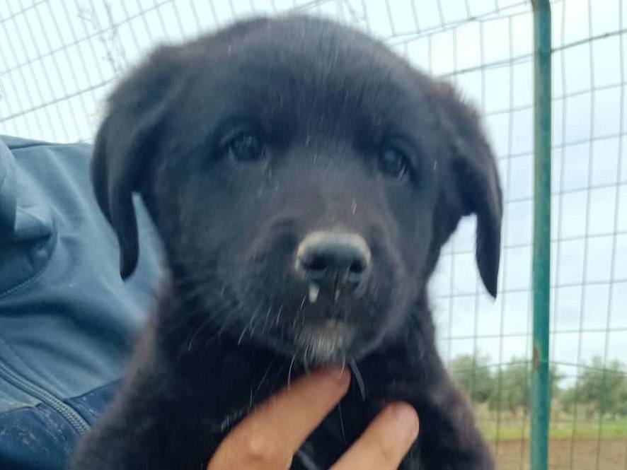 Adotta un cane, femmina, 2 mesi, Padova