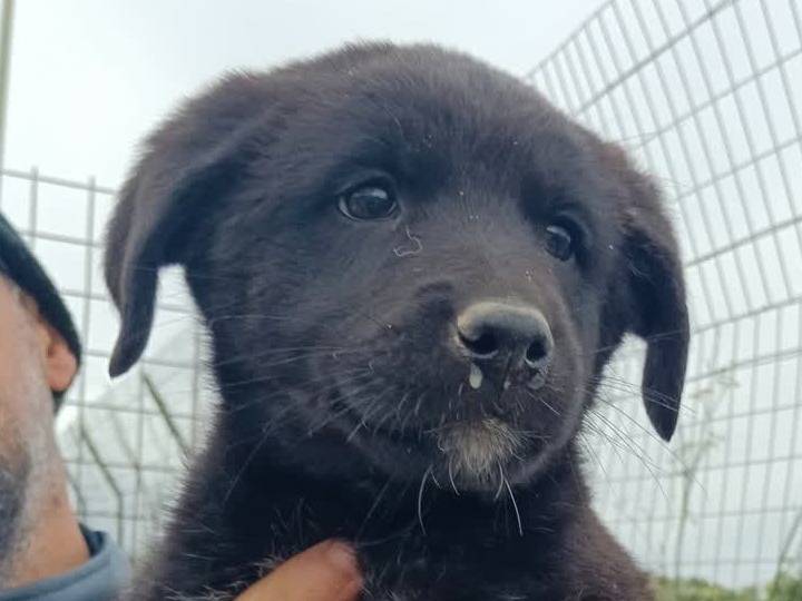 Adotta un cane, taglia media, femmina, Padova