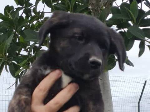 Adotta un cane, taglia media, femmina, Padova