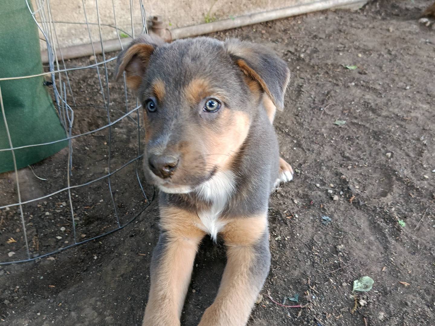 Adozione cane, maschio, Razza sconosciuta Razza sconosciuta, 3 mesi, taglia media, Siracusa