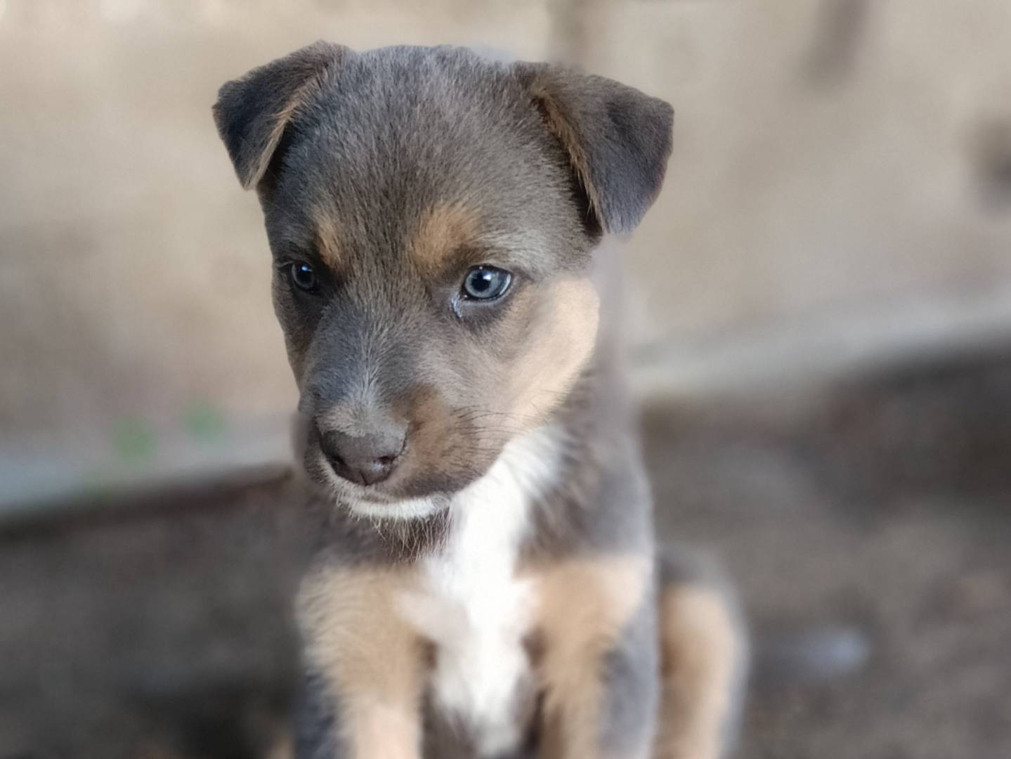 Adotta un cane, maschio, 3 mesi, Siracusa