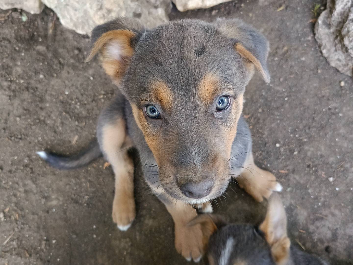 Adotta un cane, taglia media, maschio, Siracusa