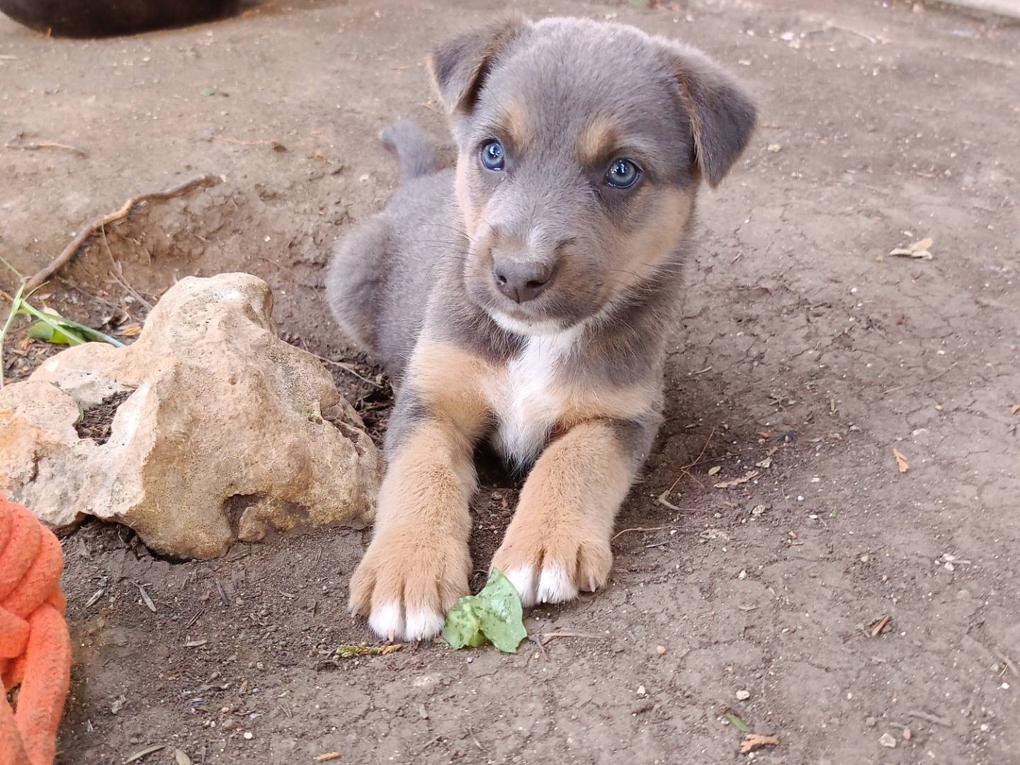 Vuoi adottare un cane a Siracusa?
