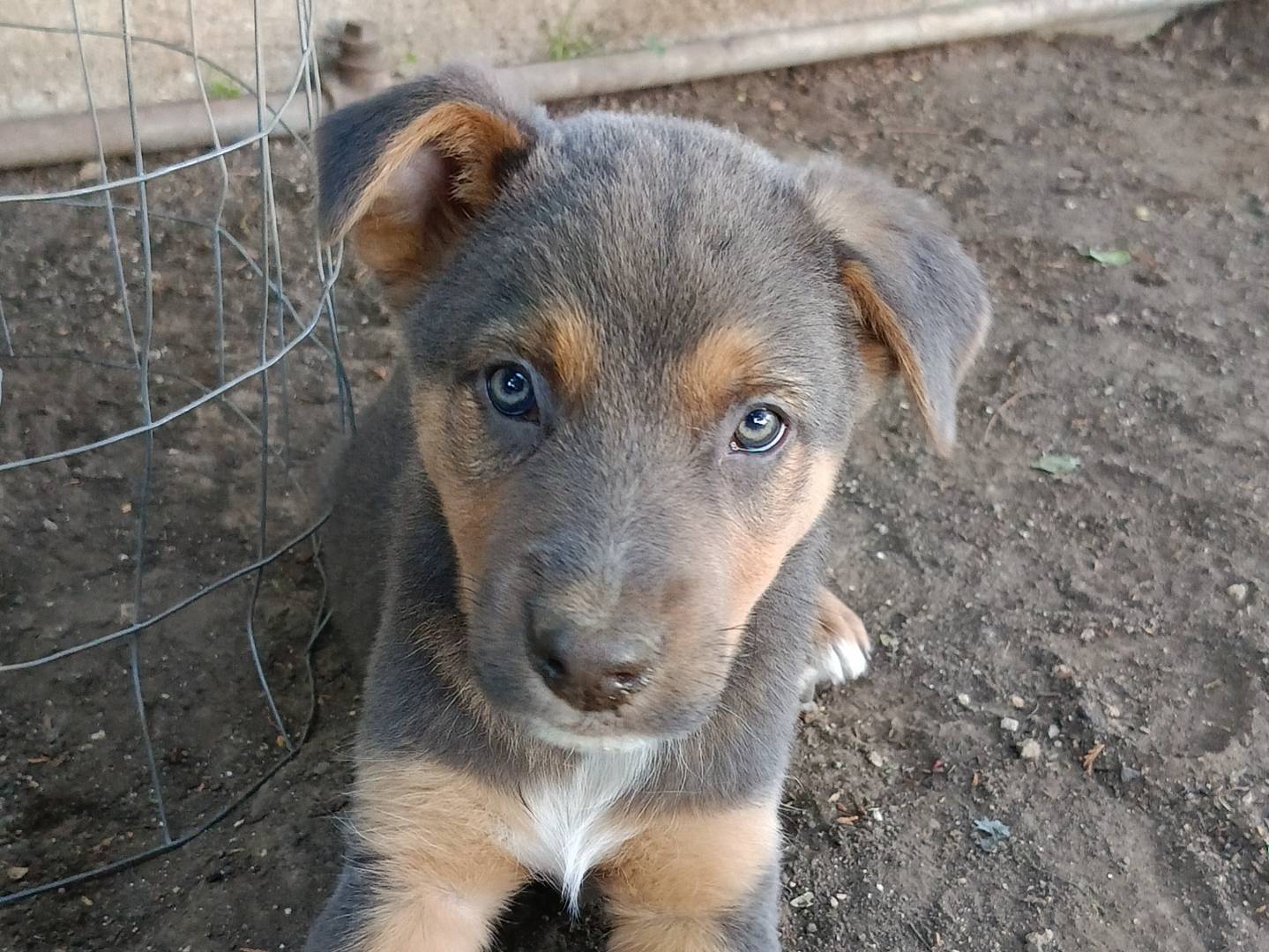 Adotta il cane DAKY a Siracusa