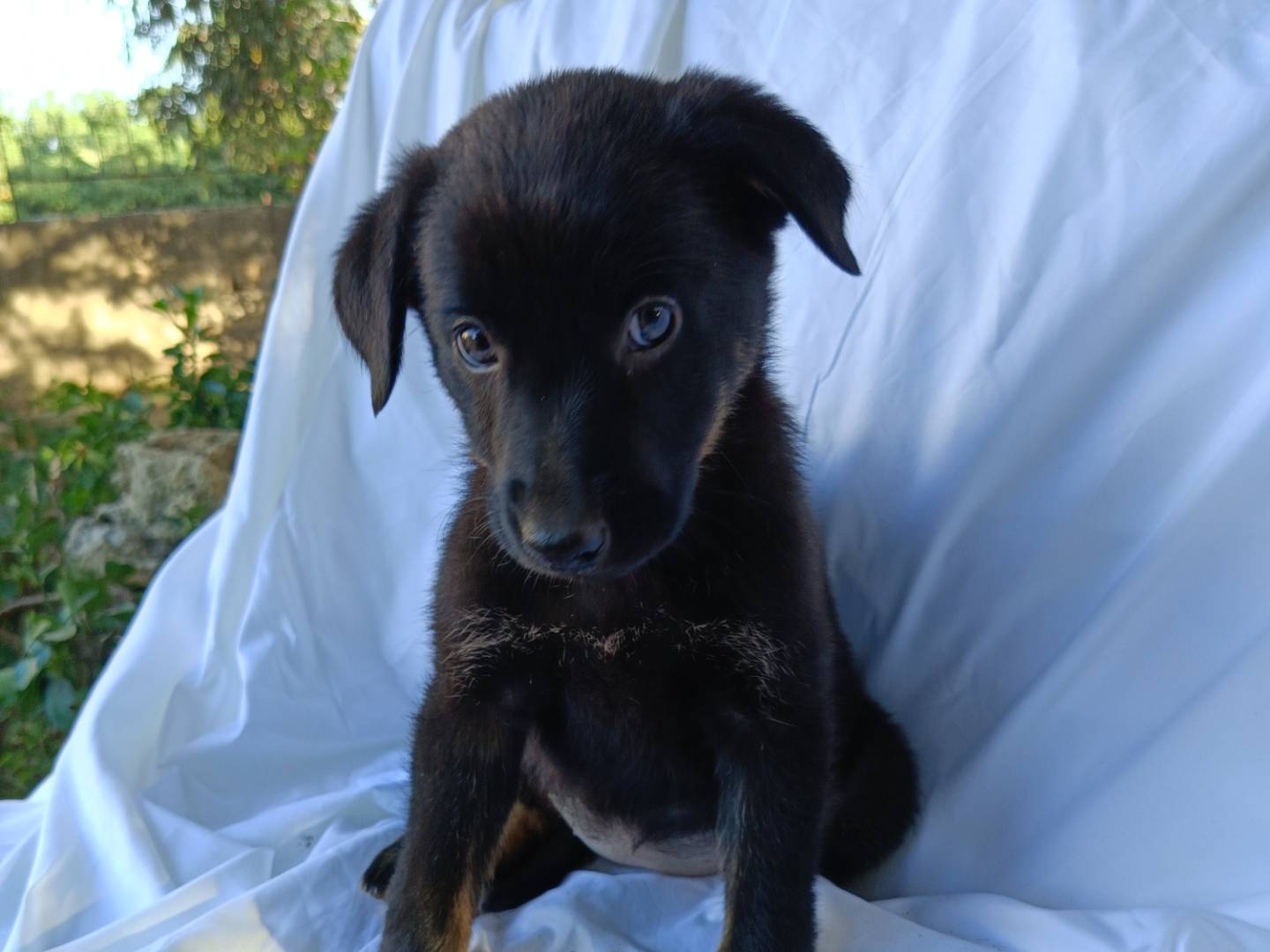 Adotta un cane, femmina, 3 mesi, Siracusa