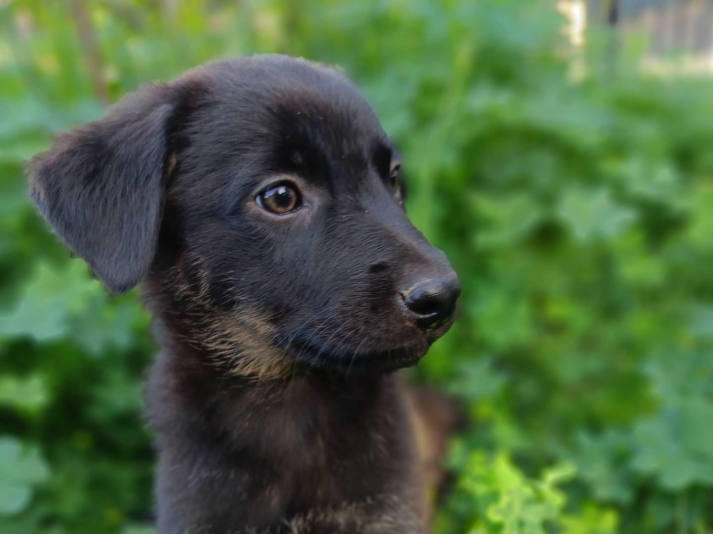 Adotta un cane, taglia media, femmina, Siracusa