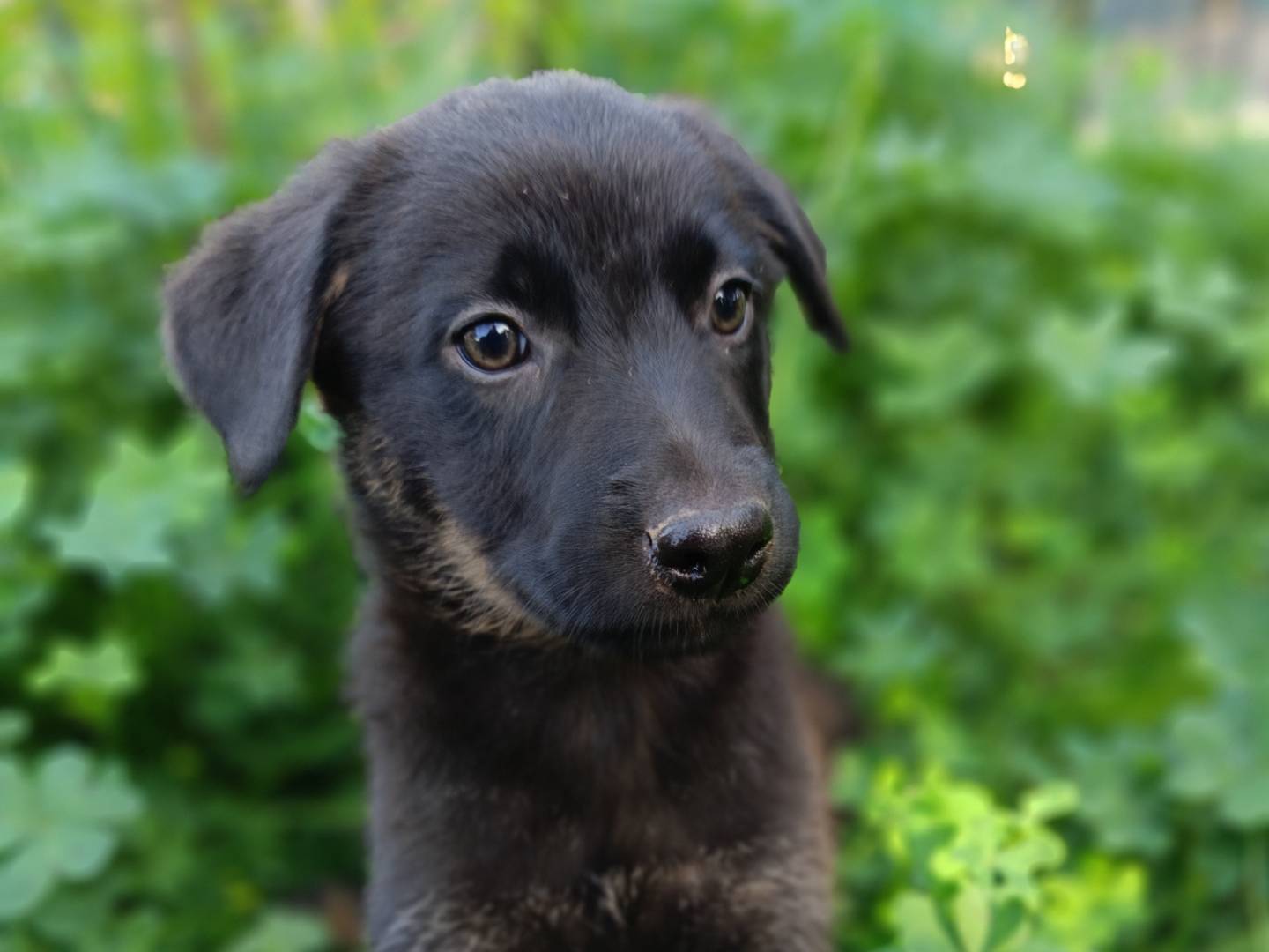 Vuoi adottare un cane a Siracusa?