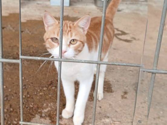 Adozione gatto, maschio, Razza sconosciuta Razza sconosciuta, 1 anno e 1 mese, taglia non valida, Milano