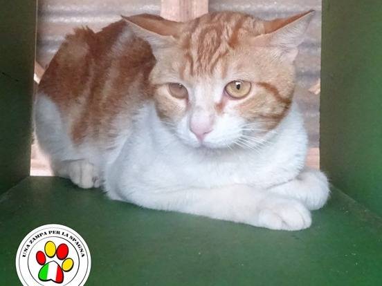 Adotta un gatto, maschio, 1 anno e 1 mese, Milano