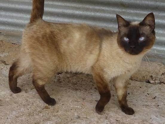 Adozione gatto, femmina, Siamese Razza sconosciuta, 2 anni e 2 mesi, taglia non valida, Milano