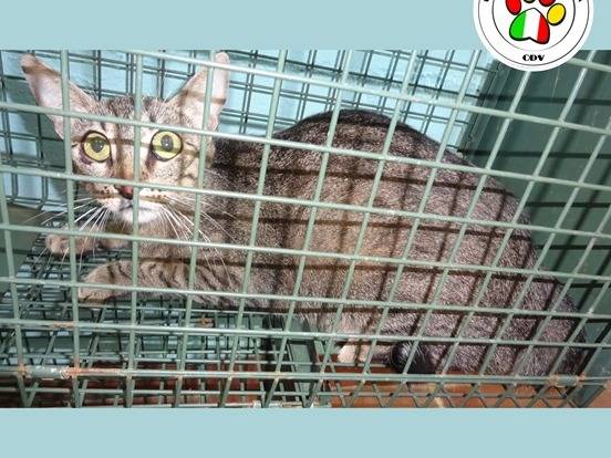 Adozione gatto, femmina, Razza sconosciuta Razza sconosciuta, 1 anno e 3 mesi, taglia non valida, Milano