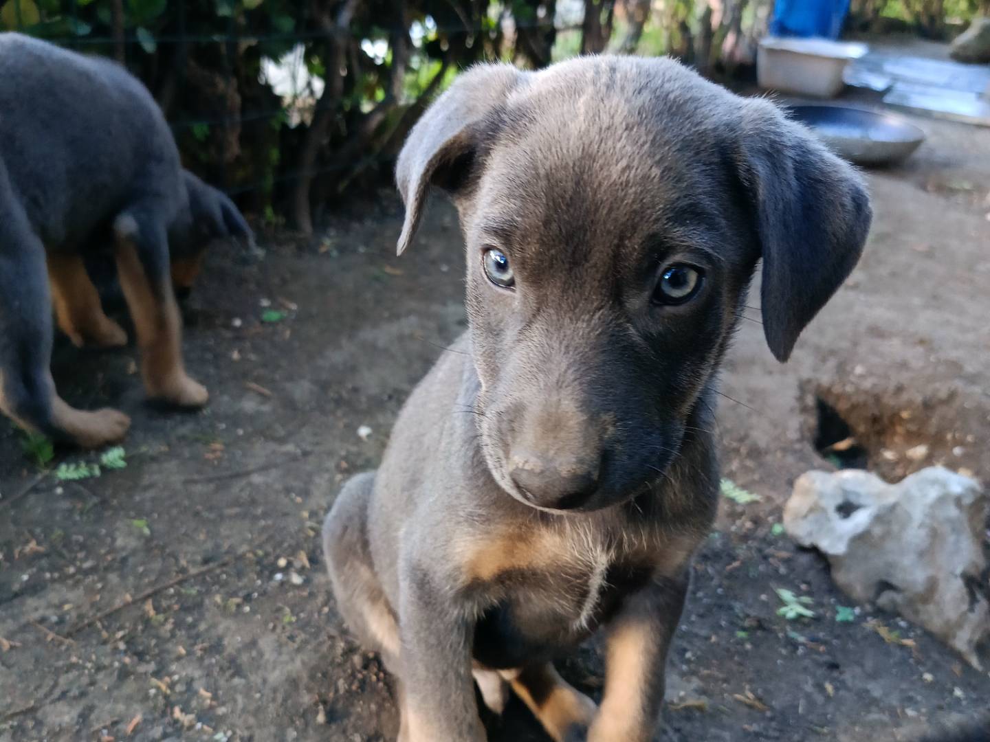 Vuoi adottare un cane a Siracusa?