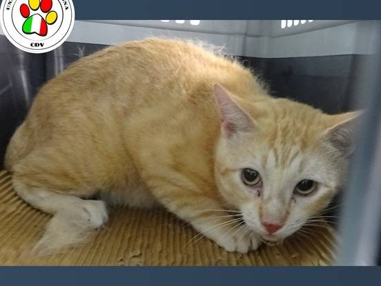 Adozione gatto, maschio, Razza sconosciuta Razza sconosciuta, 4 anni, taglia non valida, Milano