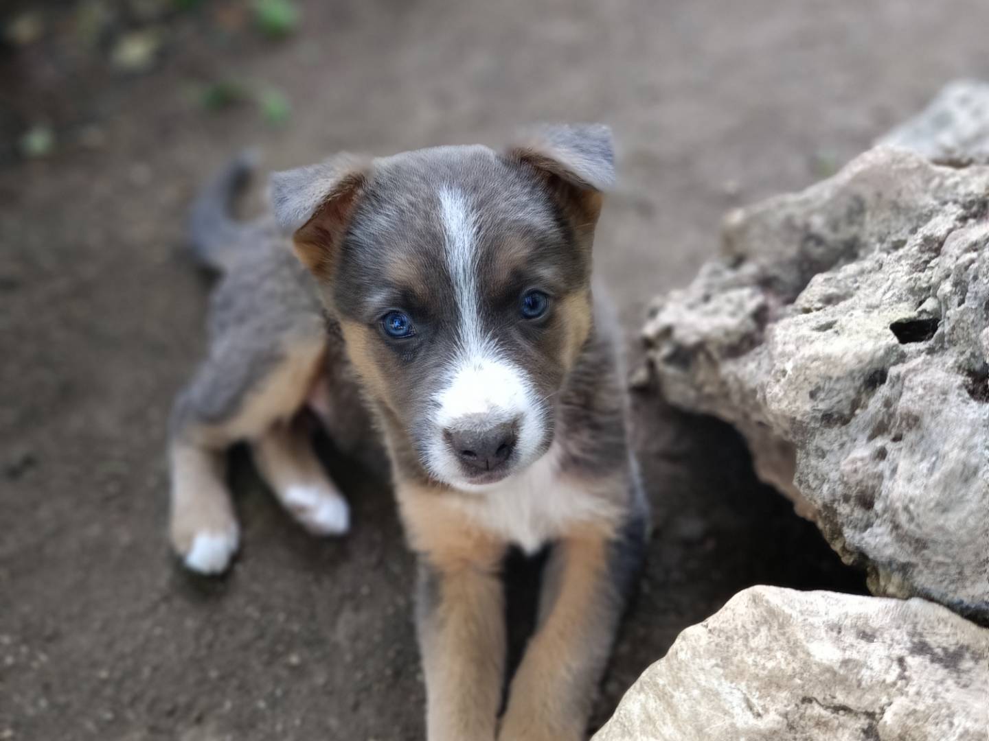 Vuoi adottare un cane a Siracusa?
