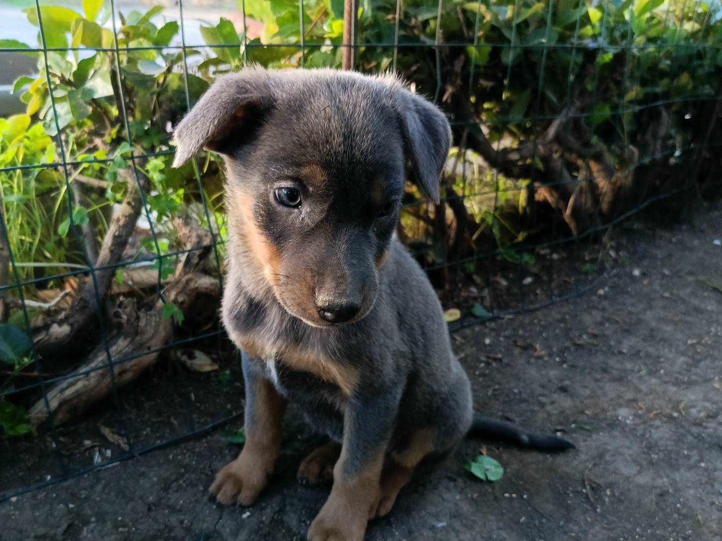 Adozione cane, femmina, Razza sconosciuta Razza sconosciuta, 3 mesi, taglia media, Siracusa