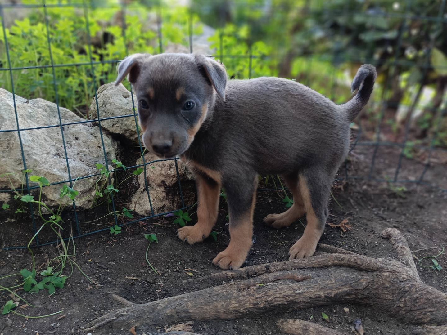 Adotta un cane, femmina, 3 mesi, Siracusa