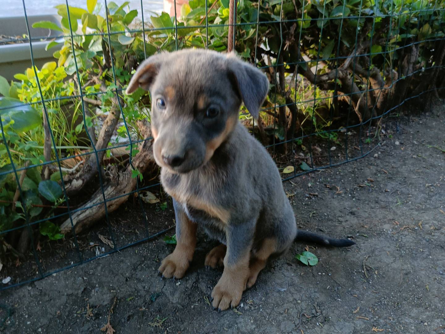 Adotta un cane, taglia media, femmina, Siracusa