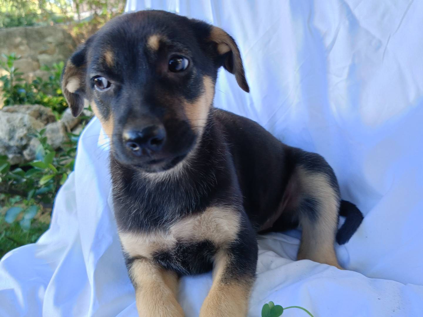 Adozione cane, femmina, Razza sconosciuta Razza sconosciuta, 3 mesi, taglia media, Siracusa