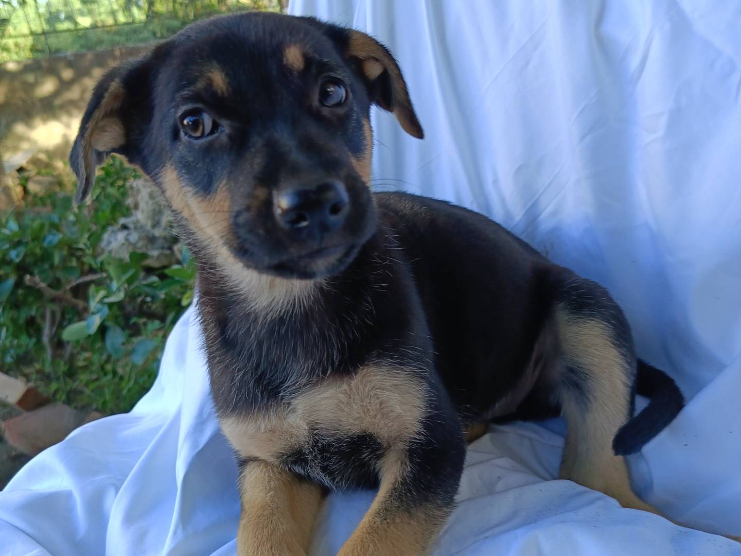 Adotta un cane, femmina, 3 mesi, Siracusa