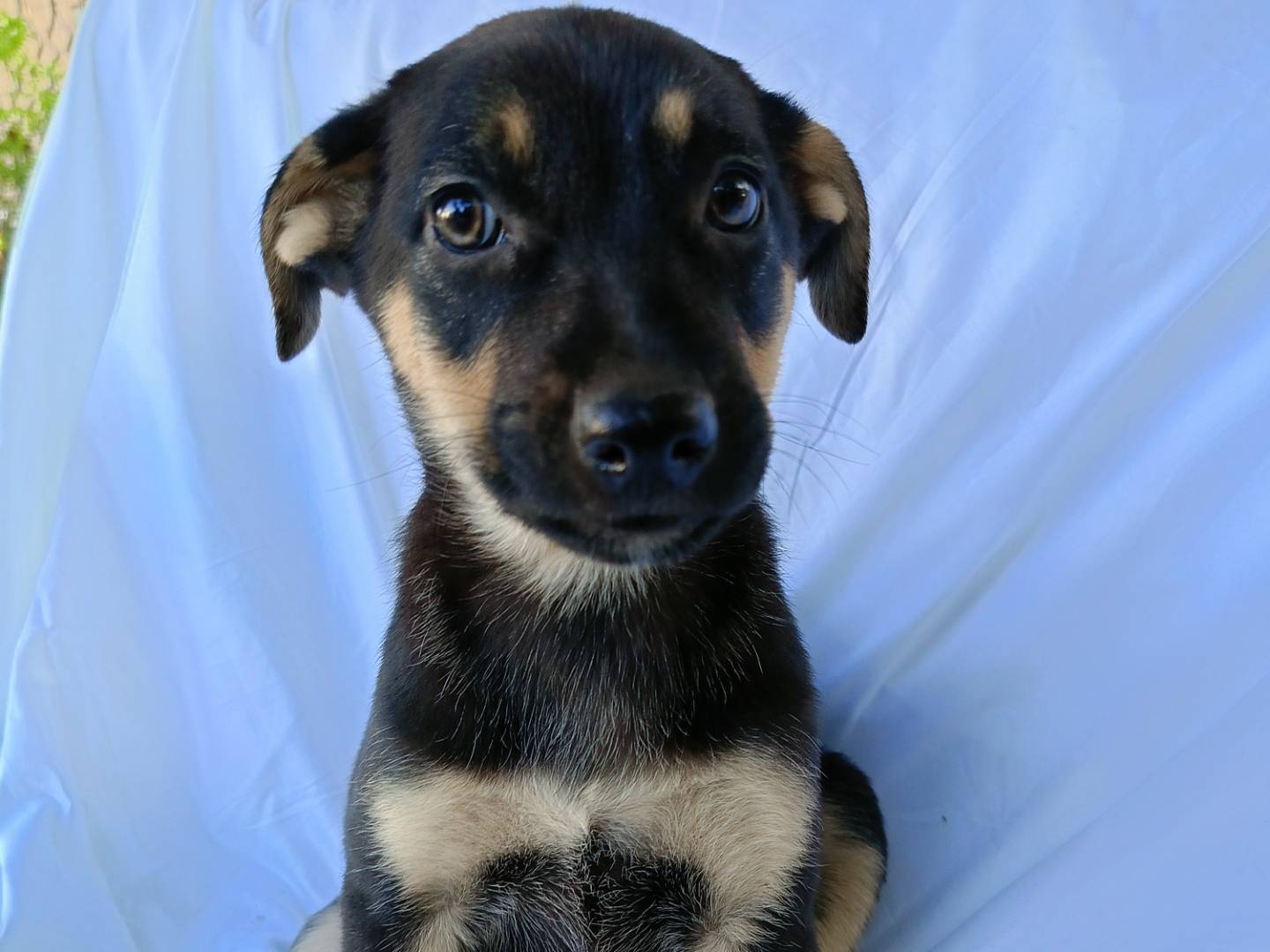 Adotta un cane, taglia media, femmina, Siracusa