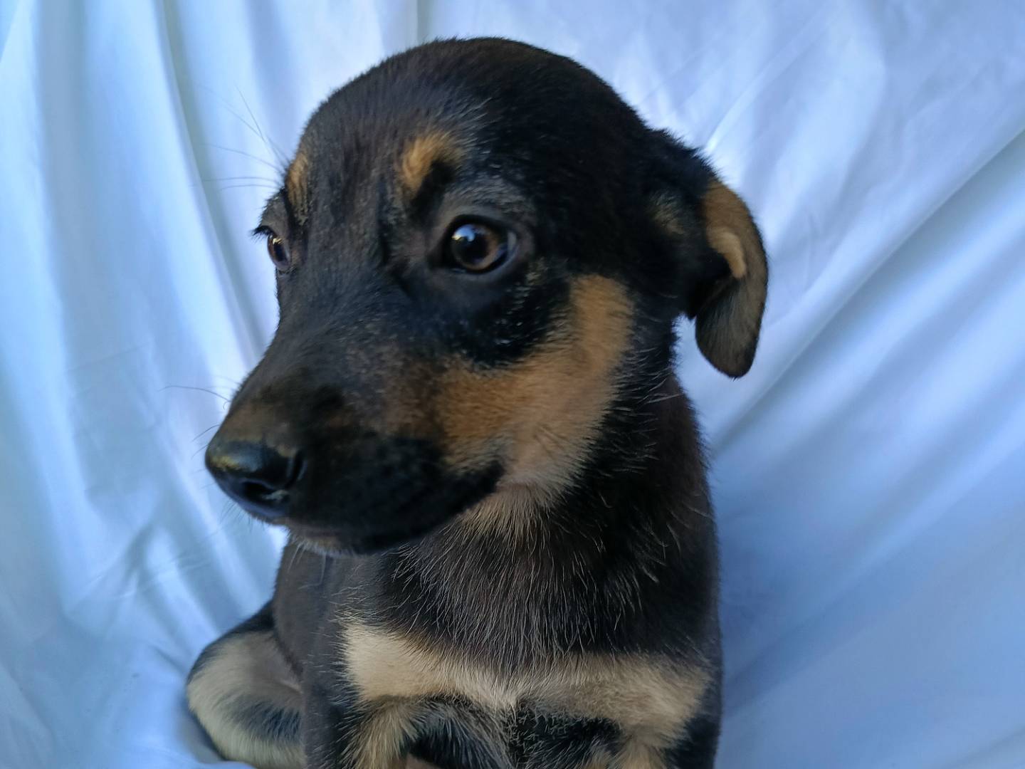 Vuoi adottare un cane a Siracusa?