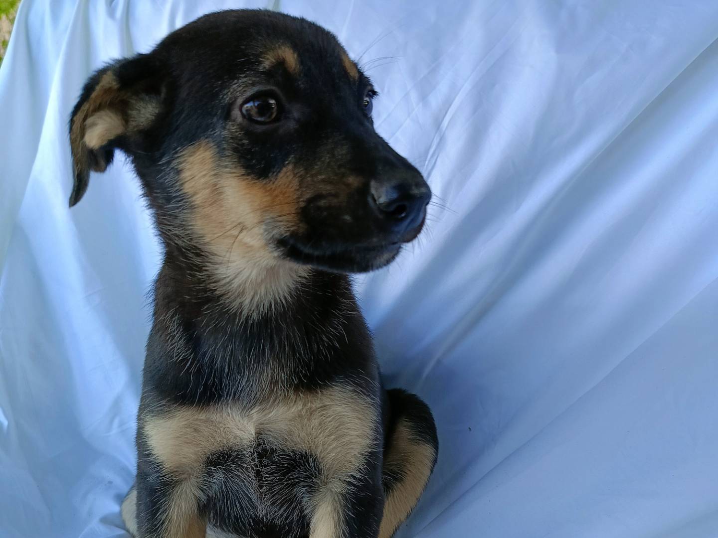 Adotta il cane GIULY a Siracusa