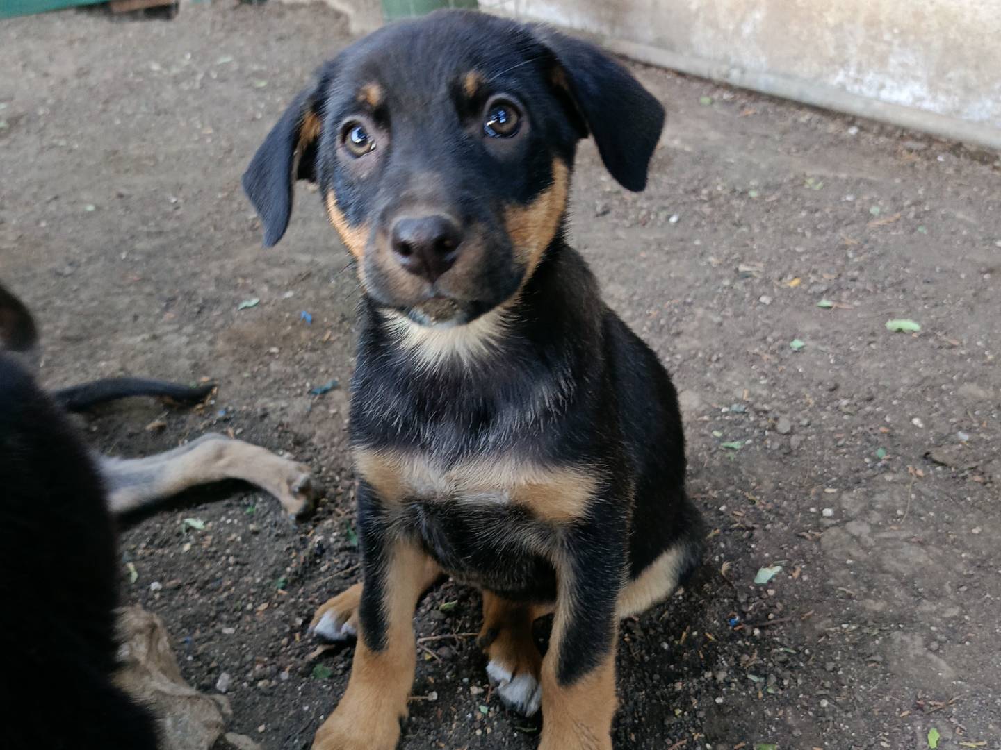 Adozione cane, femmina, Razza sconosciuta Razza sconosciuta, 2 mesi, taglia media, Siracusa