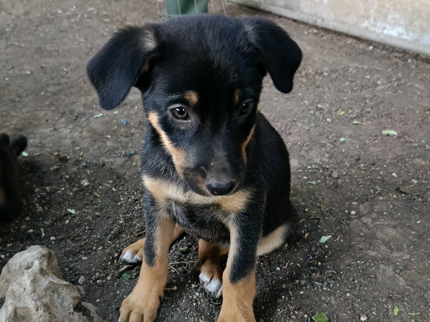 Adotta un cane, femmina, 2 mesi, Siracusa