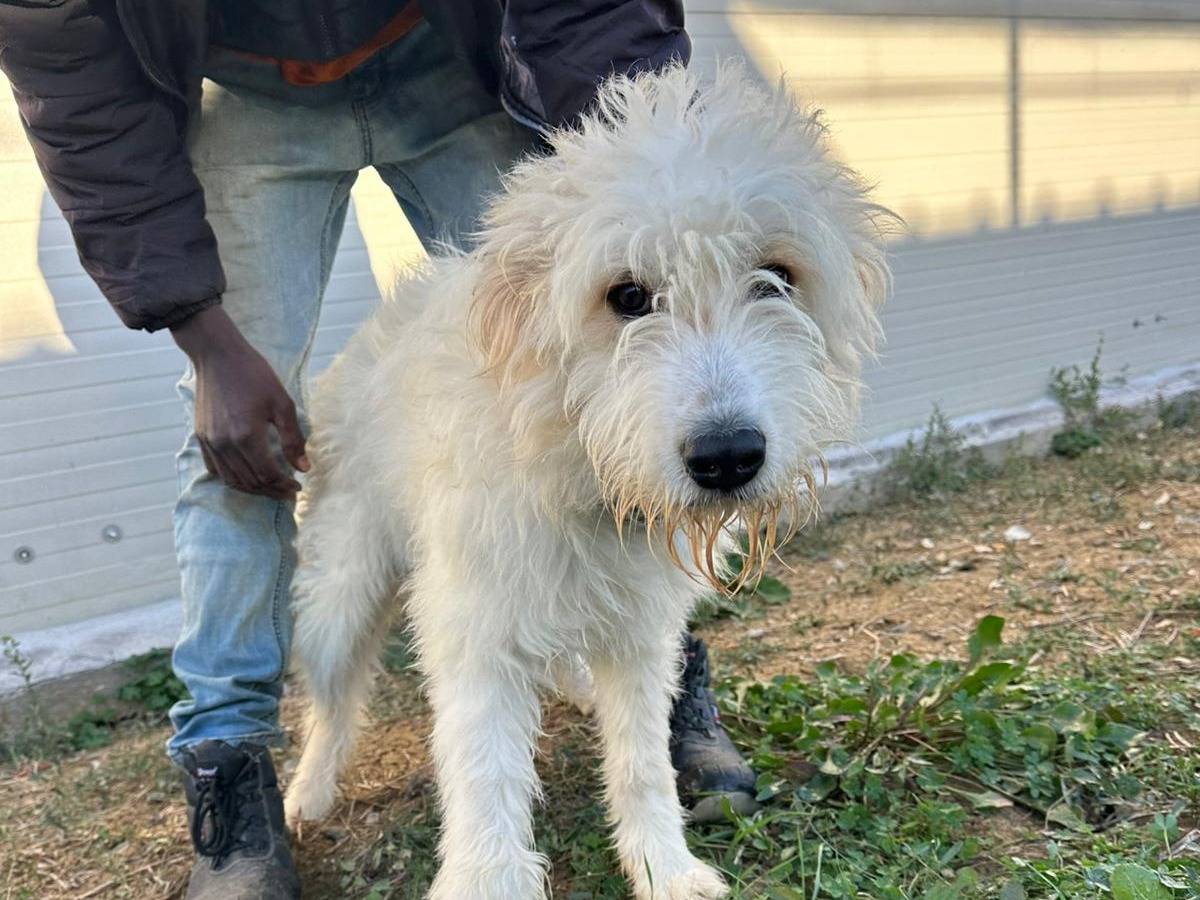 Adozione cane, maschio, Spinone Razza sconosciuta, 9 mesi, taglia media, Siracusa