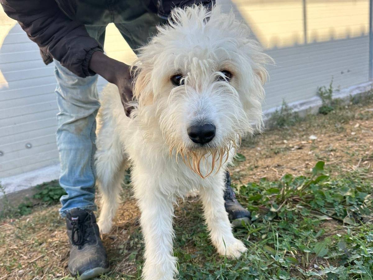 Adotta un cane, maschio, 9 mesi, Siracusa