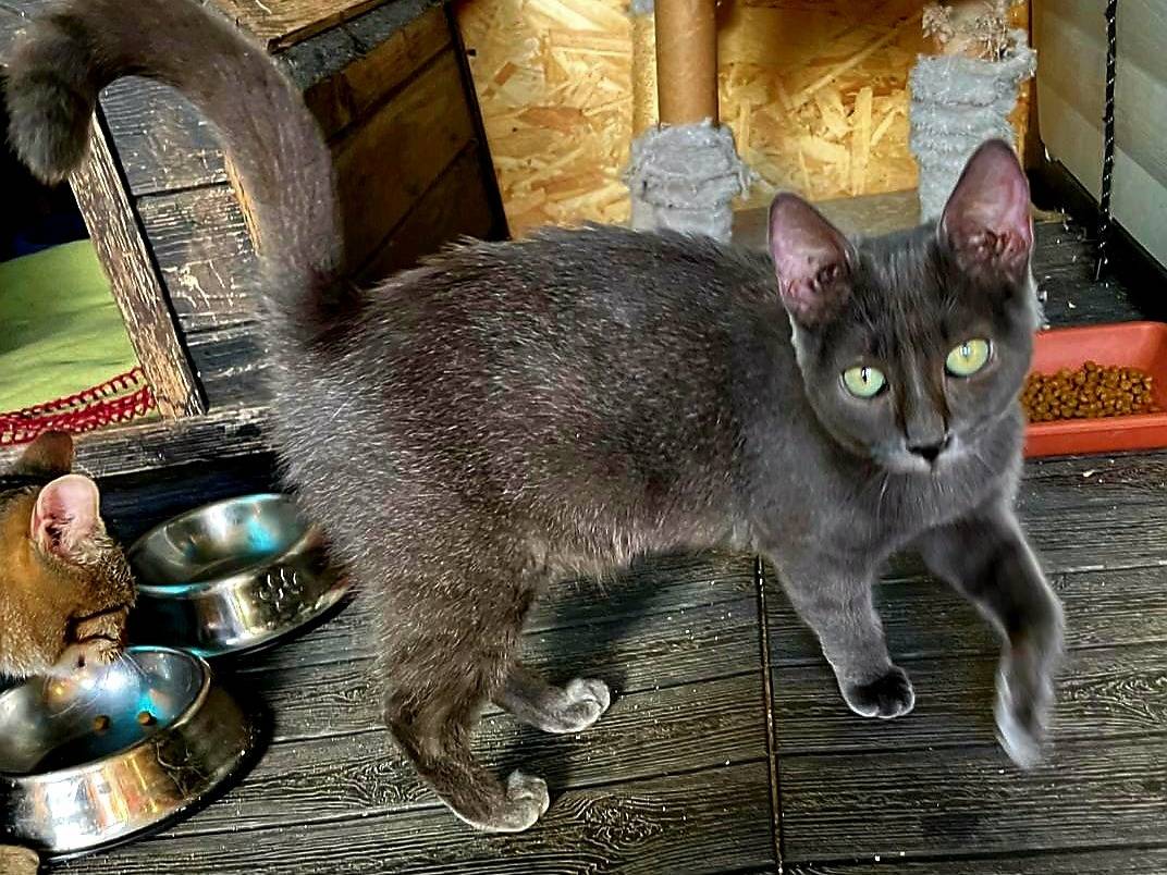 Adozione gatto, femmina, Razza sconosciuta Razza sconosciuta, 5 mesi, taglia non valida, Milano