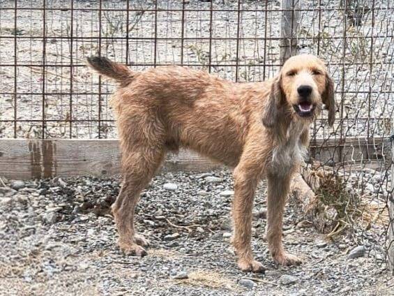Adozione cane, maschio, Segugio Razza sconosciuta, 3 anni e 6 mesi, taglia media, Crotone