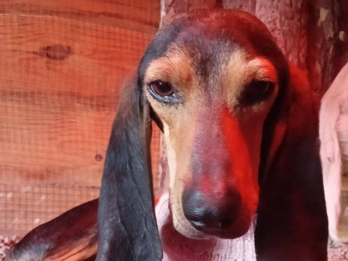 Adozione cane, maschio, Segugio Razza sconosciuta, 4 anni e 6 mesi, taglia media, Crotone