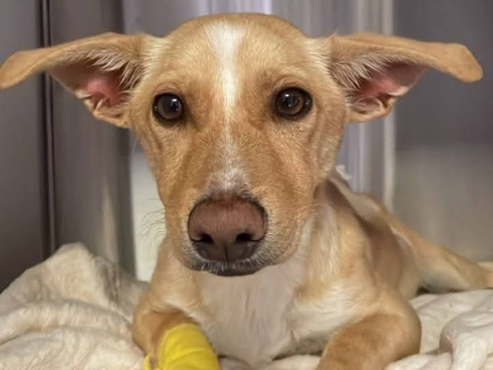 Adozione cane, maschio, Razza sconosciuta Razza sconosciuta, 4 mesi, taglia piccola, Crotone