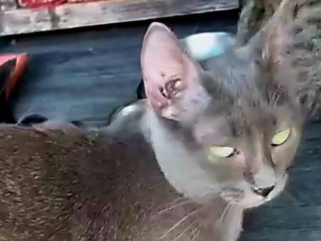 Adotta un gatto, femmina, 5 mesi, Milano