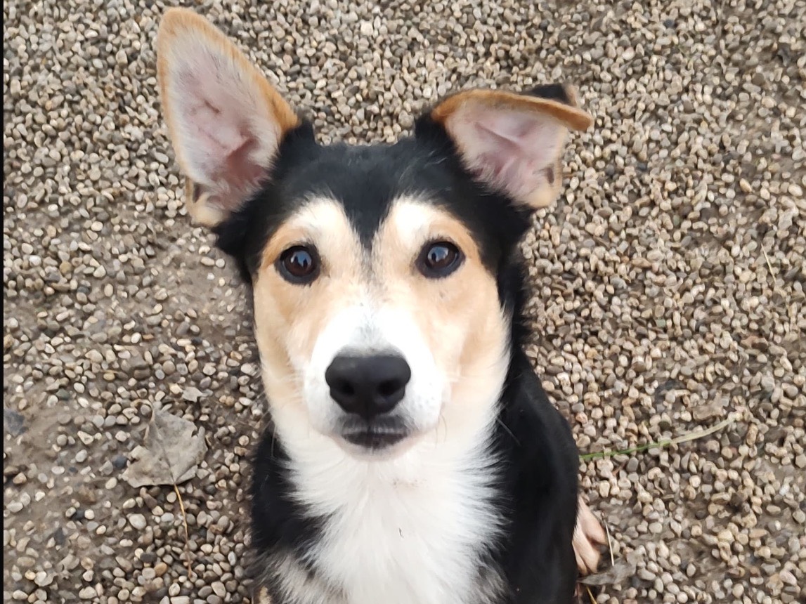 Adozione cane, maschio, Razza sconosciuta Razza sconosciuta, 1 anno e 3 mesi, taglia media contenuta, Treviso