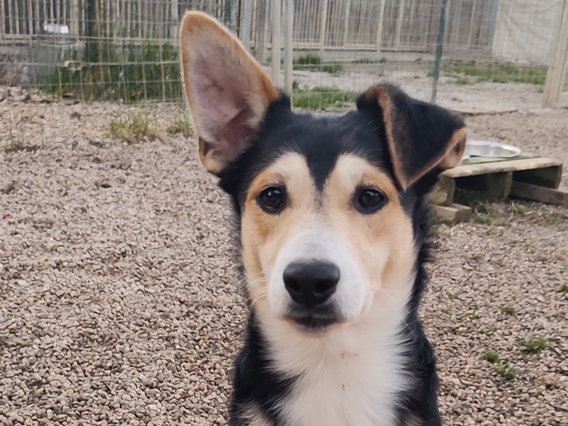 Adotta un cane, maschio, 1 anno e 3 mesi, Treviso