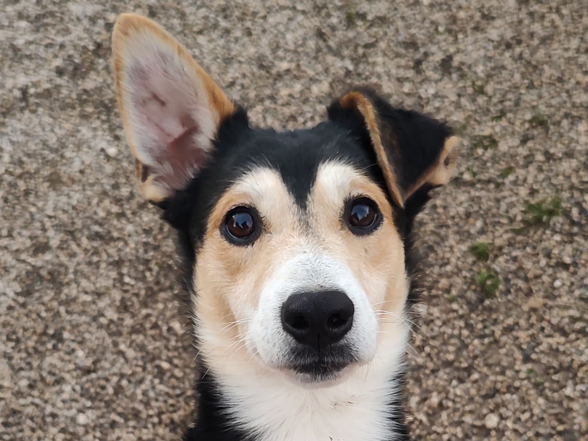Adotta un cane, taglia media contenuta, maschio, Treviso