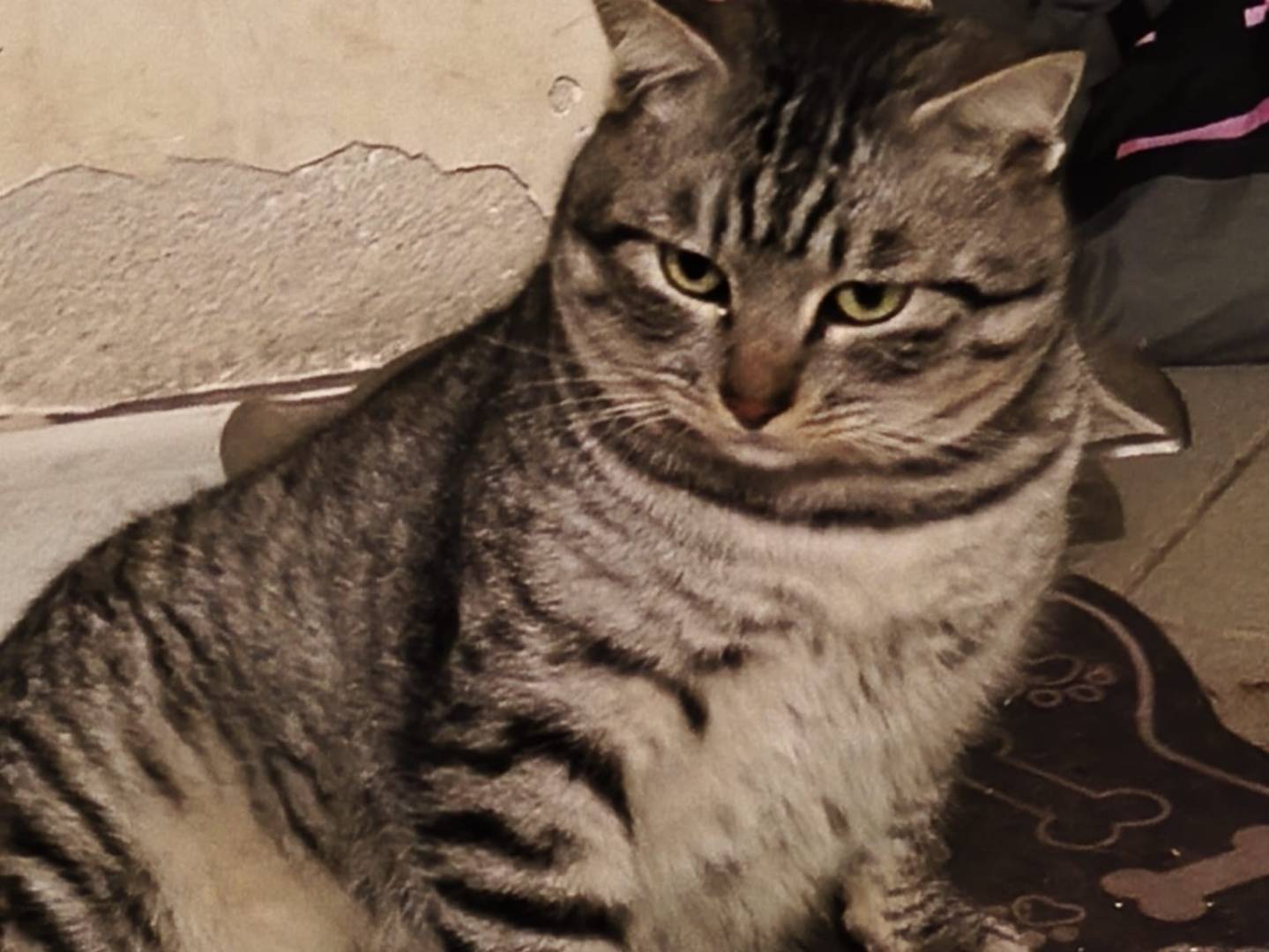 Adozione gatto, maschio, Razza sconosciuta Razza sconosciuta, 5 anni e 2 mesi, taglia non valida, Avellino