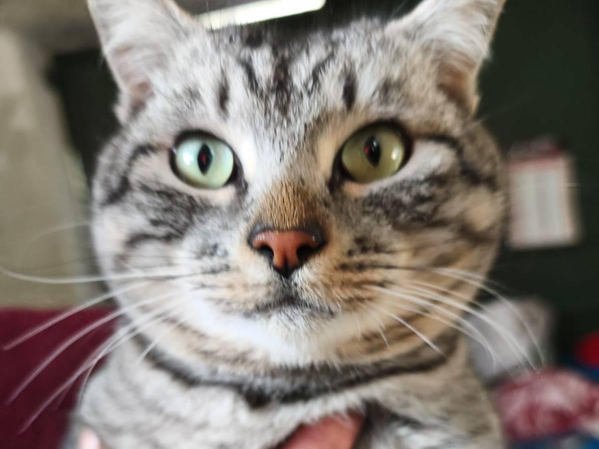 Adotta un gatto, maschio, 5 anni e 2 mesi, Avellino