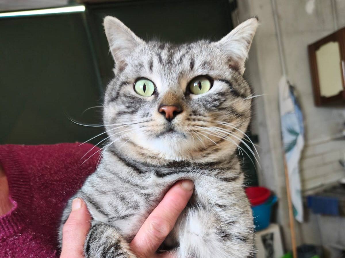 Adotta un gatto, taglia non valida, maschio, Avellino