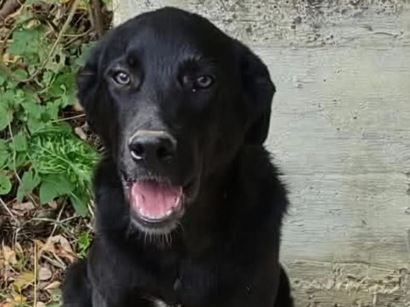 Adotta un cane, maschio, 6 mesi, Avellino