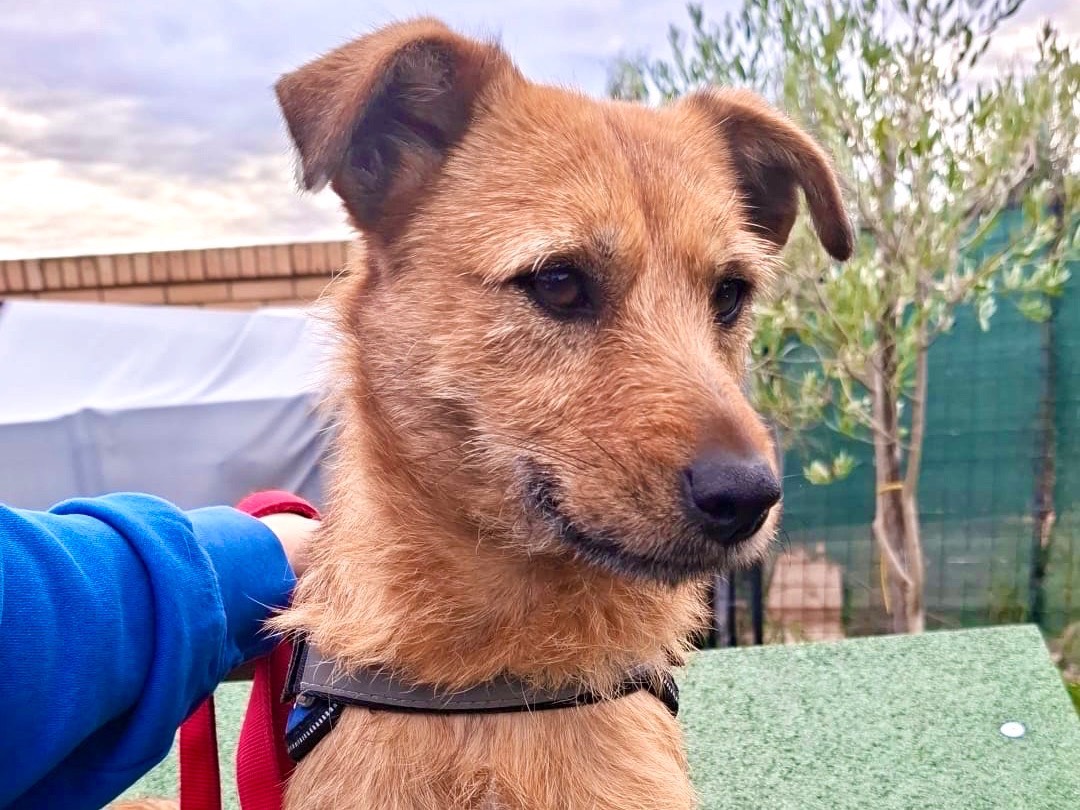 Adozione cane, femmina, Razza sconosciuta Razza sconosciuta, 11 mesi, taglia piccola, Foggia