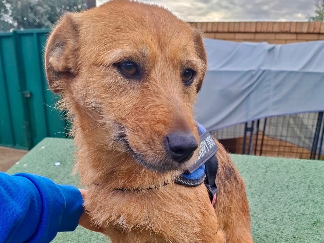 Adotta un cane, femmina, 11 mesi, Foggia