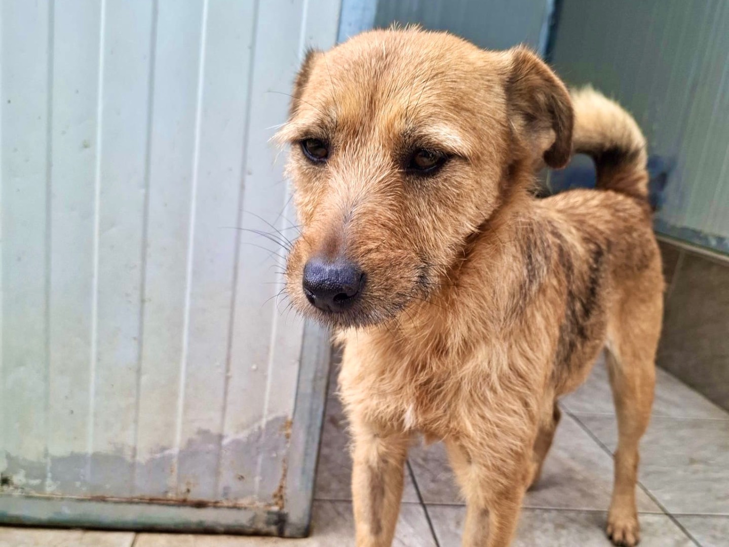 Adotta un cane, taglia piccola, femmina, Foggia