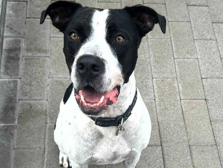 Adozione cane, maschio, Razza sconosciuta Razza sconosciuta, 4 anni e 11 mesi, taglia media, Milano