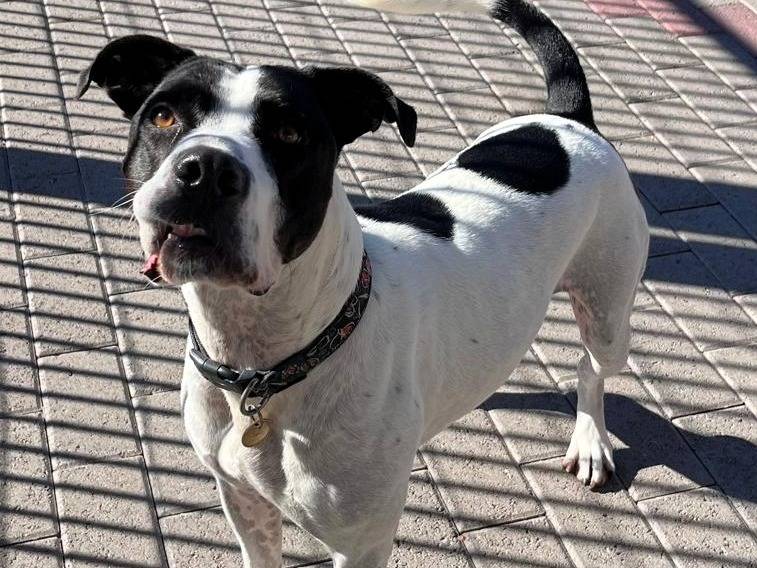 Adotta un cane, maschio, 4 anni e 11 mesi, Milano