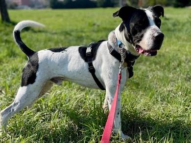 Adotta un cane, taglia media, maschio, Milano